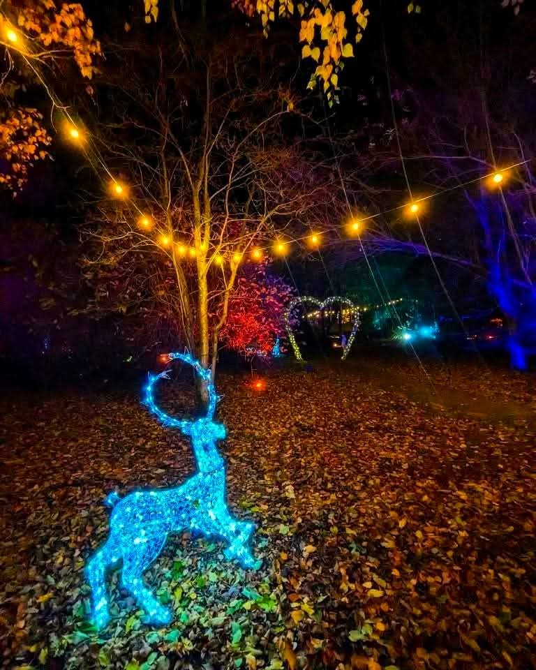 The woodland looks magical at night with warm festoon lights, a heart shaped arch to welcome couples into the woodland and a large LED reindeer sets the scene for a magical winter wonderland, romantic hot tub Christmas getaway.
